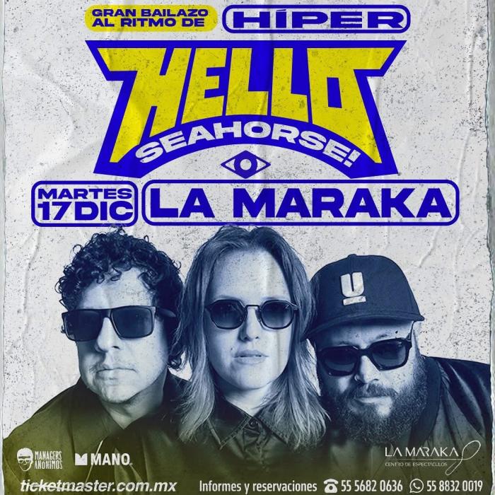 Hello seahorse en la maraka este 17 de diciembre 